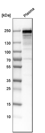 Fibronectin Antibody in Western Blot (WB)