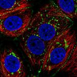 C6orf97 Polyclonal Antibody