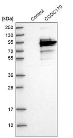 C6orf97 Antibody in Western Blot (WB)