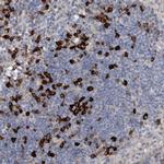 MASTL Antibody in Immunohistochemistry (Paraffin) (IHC (P))