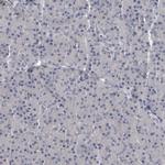 MASTL Antibody in Immunohistochemistry (Paraffin) (IHC (P))