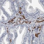 MASTL Antibody in Immunohistochemistry (Paraffin) (IHC (P))