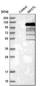 MASTL Antibody in Western Blot (WB)