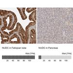 NUDC Antibody