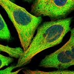 NUDC Polyclonal Antibody