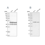NUDC Antibody in Western Blot (WB)