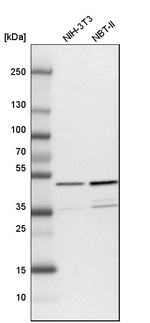 NUDC Antibody in Western Blot (WB)