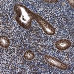 SENP7 Antibody in Immunohistochemistry (Paraffin) (IHC (P))