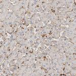 JMJD4 Antibody in Immunohistochemistry (Paraffin) (IHC (P))