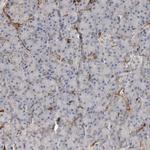 JMJD4 Antibody in Immunohistochemistry (Paraffin) (IHC (P))