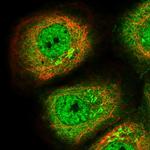 WDR77 Polyclonal Antibody