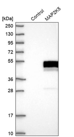 MEK5 Antibody in Western Blot (WB)