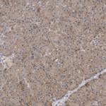 HTRA2 Polyclonal Antibody