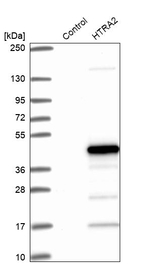 HTRA2 Antibody in Western Blot (WB)