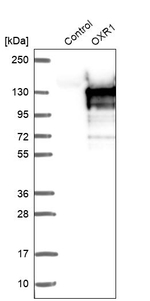 OXR1 Antibody in Western Blot (WB)
