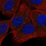 OXR1 Polyclonal Antibody