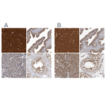 OXR1 Antibody in Immunohistochemistry (Paraffin) (IHC (P))