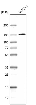 OXR1 Antibody in Western Blot (WB)