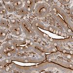 USH1C Antibody in Immunohistochemistry (Paraffin) (IHC (P))
