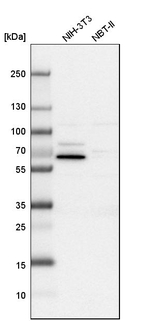 USH1C Antibody in Western Blot (WB)