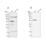 BAIAP2 Antibody in Western Blot (WB)