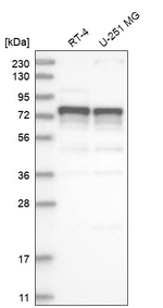 ILF1 Antibody in Western Blot (WB)