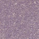 ZMAT3 Polyclonal Antibody