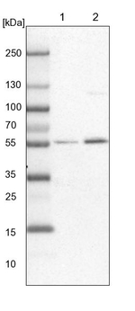 HIP55 Antibody in Western Blot (WB)