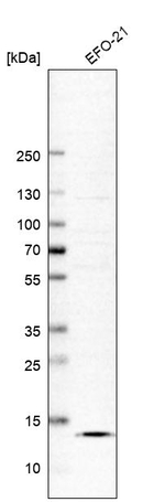 SLPI Antibody in Western Blot (WB)