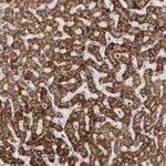 AZIN1 Antibody in Immunohistochemistry (Paraffin) (IHC (P))