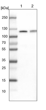 c-Cbl Antibody in Western Blot (WB)