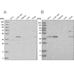 RTCA Antibody in Western Blot (WB)
