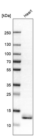 ATPIF1 Antibody in Western Blot (WB)