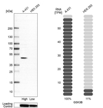 GSK3B Antibody in Western Blot (WB)