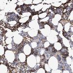 Spectrin alpha-1 Polyclonal Antibody