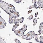 Spectrin alpha-1 Antibody in Immunohistochemistry (Paraffin) (IHC (P))