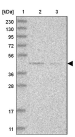 DTNBP1 Antibody in Western Blot (WB)
