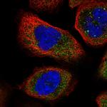 NUDC Polyclonal Antibody