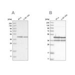 NUDC Antibody in Western Blot (WB)