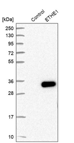 ETHE1 Antibody in Western Blot (WB)