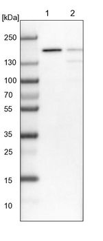 MSH6 Antibody in Western Blot (WB)