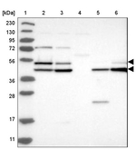 GSK3 alpha Antibody in Western Blot (WB)