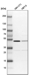 CSK Antibody in Western Blot (WB)
