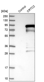 Torc2 Antibody in Western Blot (WB)