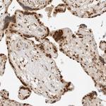Torc2 Antibody in Immunohistochemistry (Paraffin) (IHC (P))