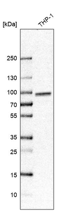 Torc2 Antibody in Western Blot (WB)