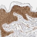 eIF4G Antibody in Immunohistochemistry (Paraffin) (IHC (P))