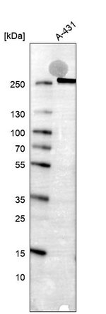 eIF4G Antibody in Western Blot (WB)
