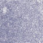 Carbonic Anhydrase VI Antibody in Immunohistochemistry (Paraffin) (IHC (P))