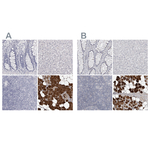 Carbonic Anhydrase VI Polyclonal Antibody